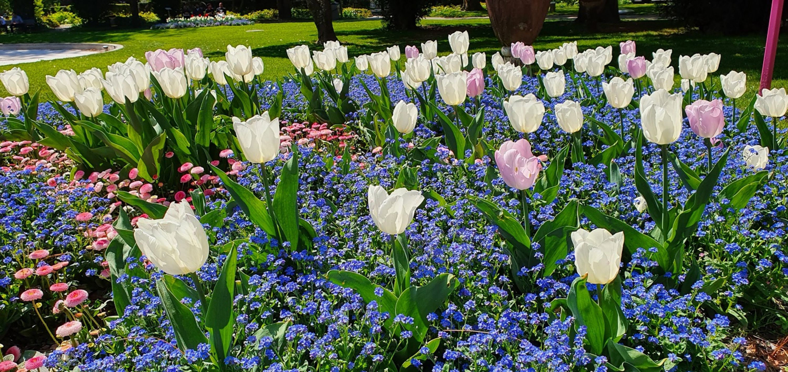 Slider Tulpen Volksgarten Mai 22